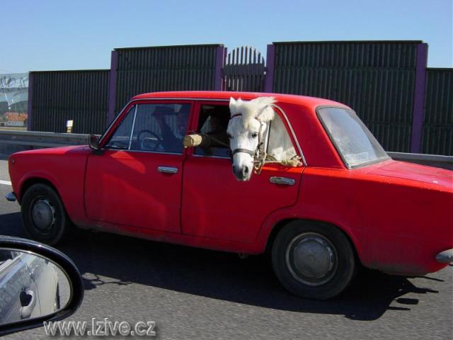 Preprava koni1