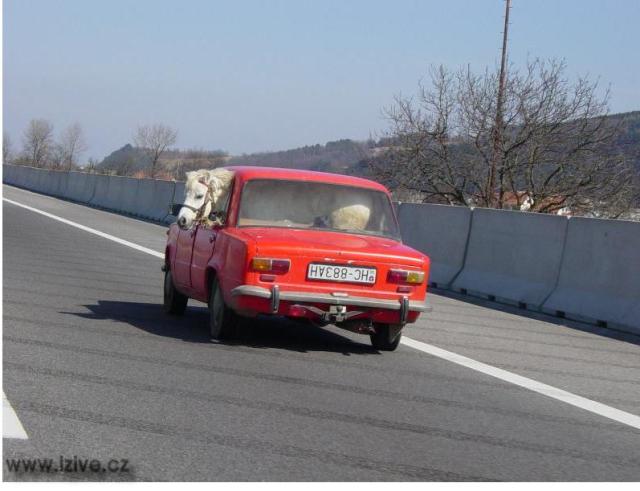 preprava koni2